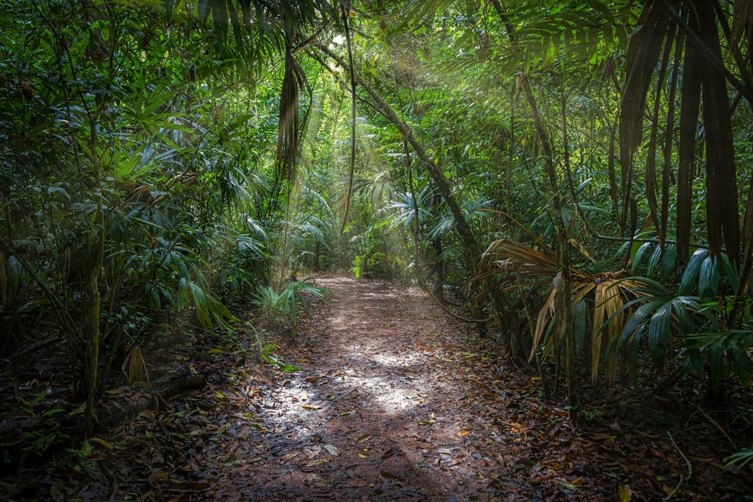 Lush tropical forest trail at Taman Rimba Bukit Kerinchi