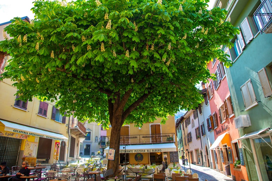 Retail and F&B street lined with trees